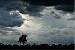 A storm is approaching in Hwange National Park, Zimbabwe.