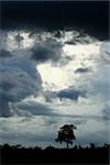 A storm is approaching in Hwange National Park, Zimbabwe.