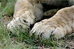 Lions paws closeup.