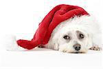Christmas pooch resting with a santa hat