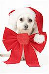 How much is that doggy in the window.....    Maltese terrier with a big red ribbon and red hat.