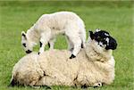 Sheep lying in a field in spring with a lamb climbing on its back.