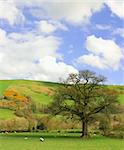 Fields in the spring set amongst  hills with sheep grazing and a large oak tree on a blue sky and puffy white cloud day.