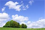 Trees in a meadow in spring, full  of wildflowers with a blue sky and puffy white clouds.