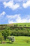 Meadows and hills in spring with flowering hawthorn blossoms and sheep grazing, on a blue sky day with clouds.