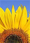 Section of a sunflower against blue sky.