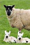Sheep standing in a field in spring with her new born twins lying down next to her.