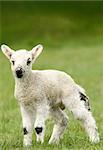 New born lamb in a field in spring.