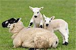 Sheep lying down in a field in spring with twin lambs climbing on top of her.