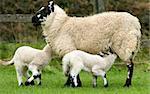 Sheep breast feeding her lamb in spring with another lamb next to her in a field.