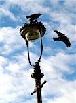 two rooks on a lampost
