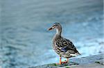 Female mallard duck standing alone  by the waters edge