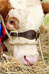 Face of a bull with a leather and rope harness and winning red rosette.