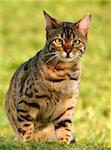 Bengali special breed kitten sitting in a field and looking thoughtful.