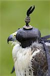 Peregrine and lanner hybrid falcon