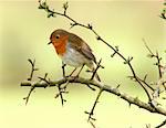 A robin sitting on the branch of a hawthorn tree.