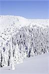 snow covered pine trees  on the mountain side