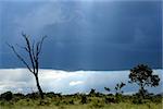 Taken in Hwange national park, Zimbabwe.