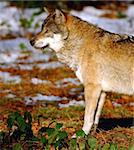 European Wolf; NP Bavarian Forest