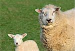 Female sheep with her lamb in a field in spring.
