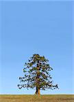 Evergreen pine tree standing alone in a field in winter against a clear blue sky.