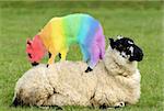 Female sheep lying in a field in spring with a lamb climbing on its back, with the lambs coat saturated with colors of the rainbow.