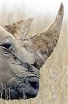 Large adult Rhino profile accentuating the horns.