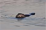 Beaver Eating Bark Off A Tree Branch In The Water