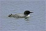 Profile Of An Adult Loon In Mating Ploomage Floating On A Lake In Northern Wisconsin