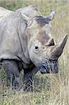 Giant Rhino in grassland