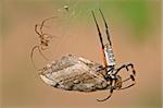 Golden orb web spider with moth