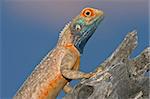 Male ground agama in bright breeding colours, South Africa