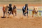 Greyhounds at full speed during a race