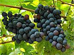 two ripening grape clusters on the vine