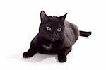 black cat portrait, isolated on the white