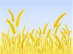 Yellow Wheat Field with Light Blue Sky. Vector Illustration