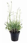 lavander in pot in front of white background