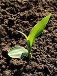 corn seedling growing on the vegetable bed