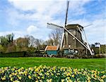 traditional dutch windmill with daffodils, Netherlands