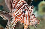 Closeup details of a red sea lionfish on tropical coral reef