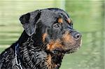 portrait of a purebred wet rottweiler in a river