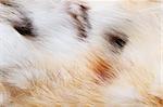 Background or texture image of close up of fur.