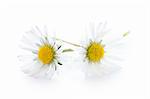 two daisy flowers isolated on a white background