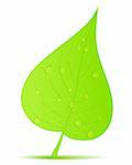 Green leaf with water drops on white background, vector eps10 illustration