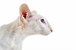 head of a white oriental cat in front of white background