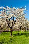 Apple Orchard in the middle of the spring season.