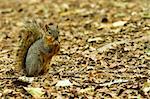 Photo of a squirrel on a ground of leaves, copy space is available to the right of the image.