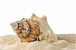 Conch shell on an tropical beach sand isolated on white background.