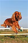 purebred cocker spaniel in a training of agility