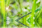 dragonfly dragonfly and sunligh in garden or in green nature